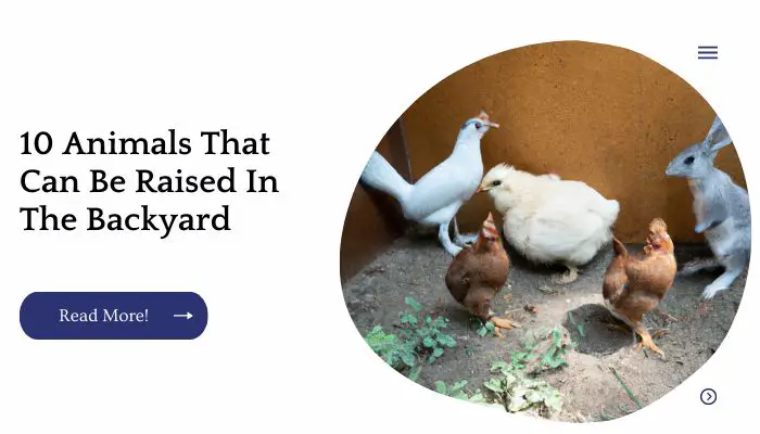 10 Animals That Can Be Raised In The Backyard