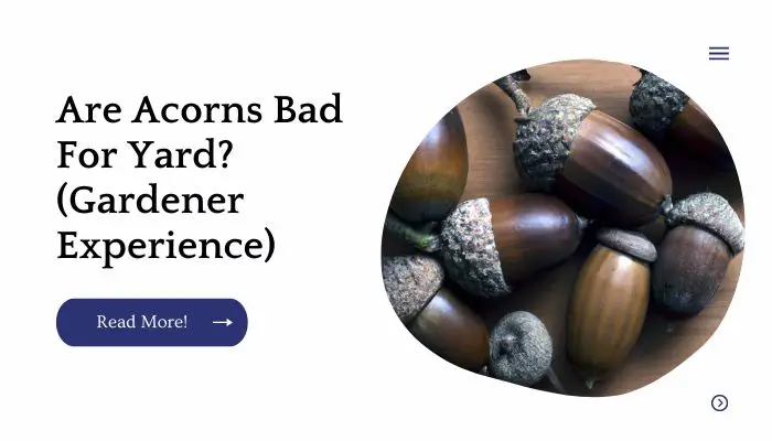 Are Acorns Bad For Yard? (Gardener Experience)