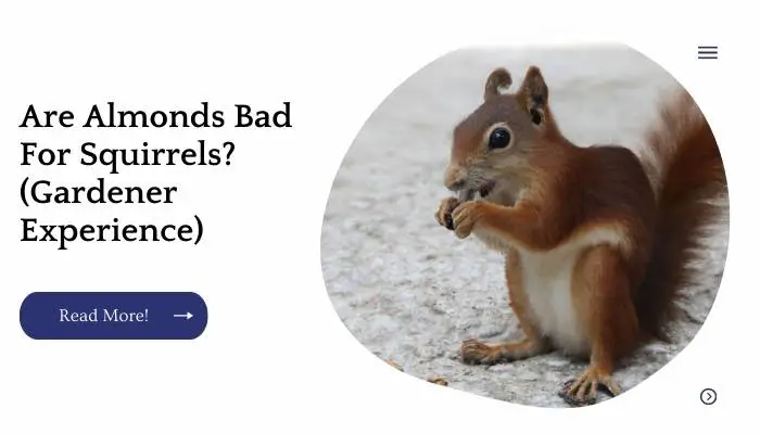 Are Almonds Bad For Squirrels? (Gardener Experience)
