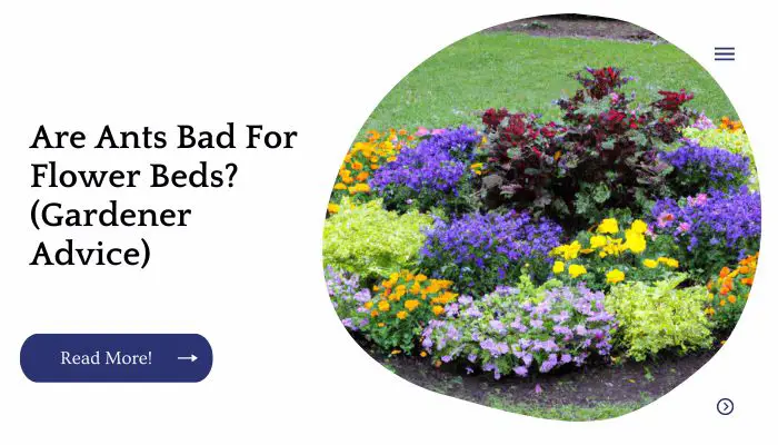 Are Ants Bad For Flower Beds?(Gardener Advice)