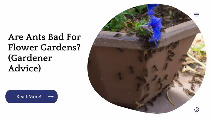 Are Ants Bad For Flower Gardens? (Gardener Advice)
