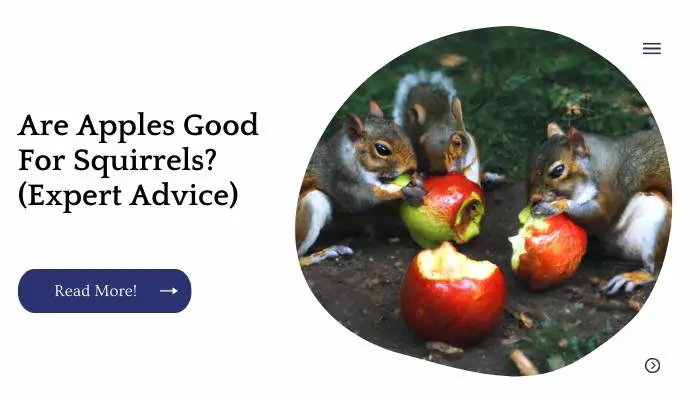 Are Apples Good For Squirrels? (Expert Advice)