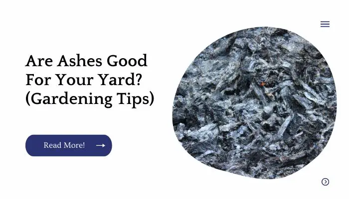 Are Ashes Good For Your Yard? (Gardening Tips)