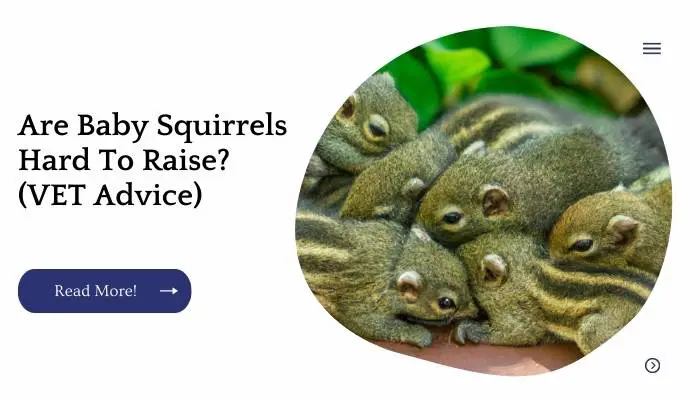 Are Baby Squirrels Hard To Raise? (VET Advice)