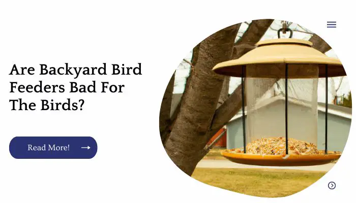Are Backyard Bird Feeders Bad For The Birds? 