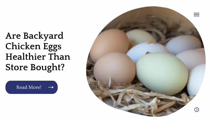 Are Backyard Chicken Eggs Healthier Than Store Bought?