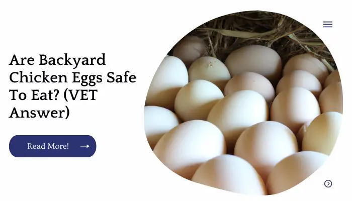 Are Backyard Chicken Eggs Safe To Eat? (VET Answer)