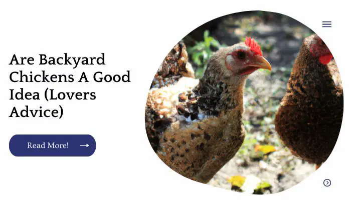 Are Backyard Chickens A Good Idea (Lovers Advice)