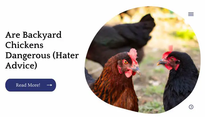 Are Backyard Chickens Dangerous (Hater Advice)
