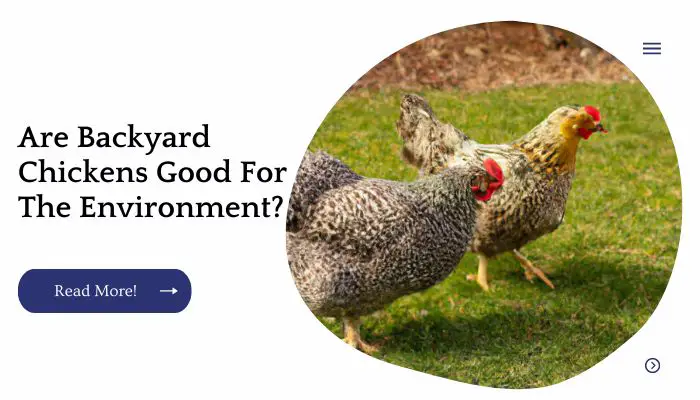Are Backyard Chickens Good For The Environment?
