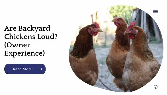 Are Backyard Chickens Loud? (Owner Experience)