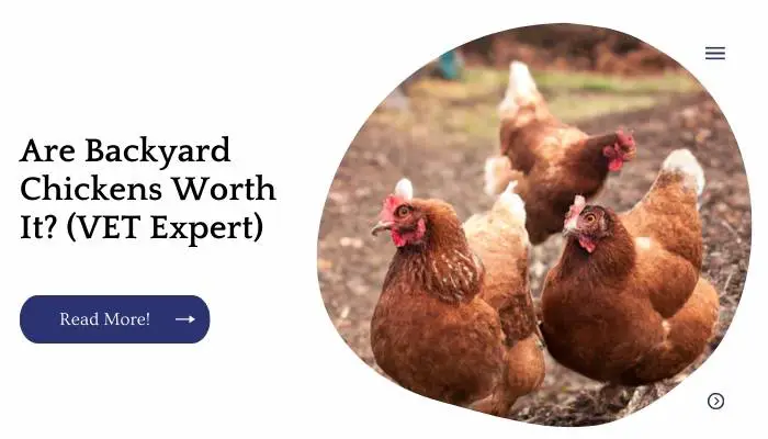Are Backyard Chickens Worth It? (VET Expert)