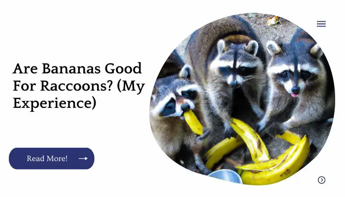 Are Bananas Good For Raccoons? (My Experience)