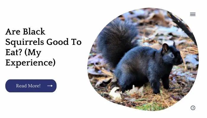 Are Black Squirrels Good To Eat? (My Experience)