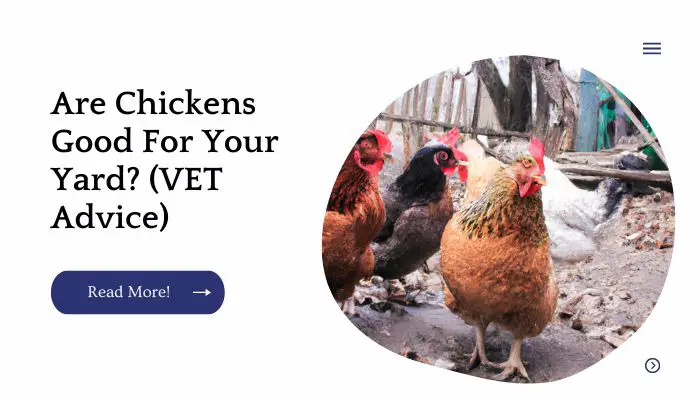 Are Chickens Good For Your Yard? (VET Advice)