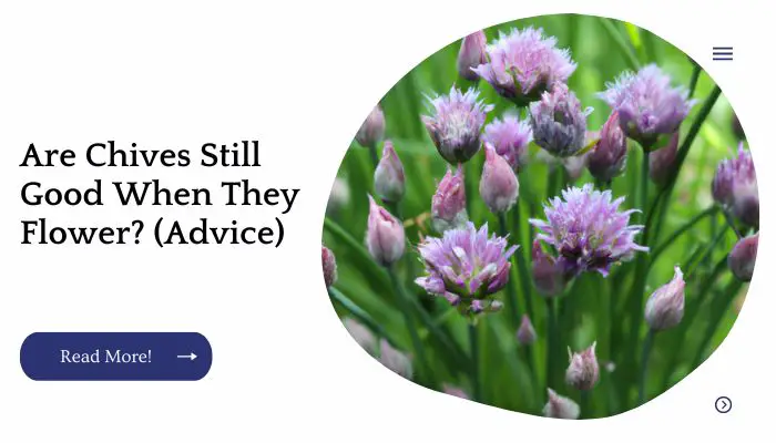 Are Chives Still Good When They Flower? (Advice)