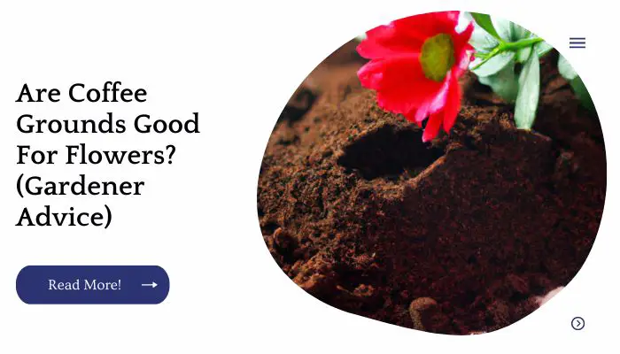 Are Coffee Grounds Good For Flowers? (Gardener Advice)
