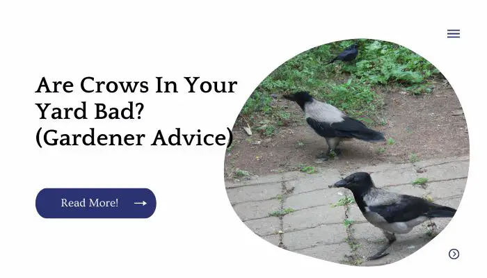 Are Crows In Your Yard Bad? (Gardener Advice)