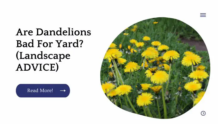 Are Dandelions Bad For Yard? (Landscape ADVICE)