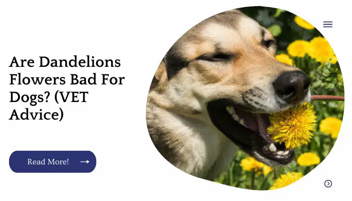 Are Dandelions Flowers Bad For Dogs? (VET Advice)