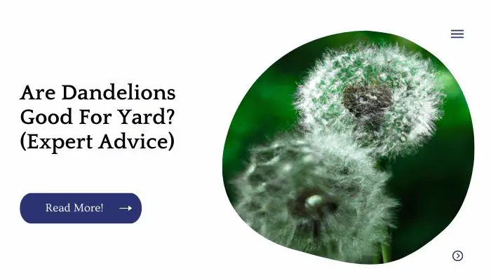 Are Dandelions Good For Yard? (Expert Advice)