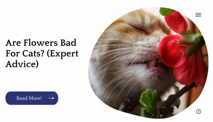 Are Flower Bad For Cats? (Expert Advice)