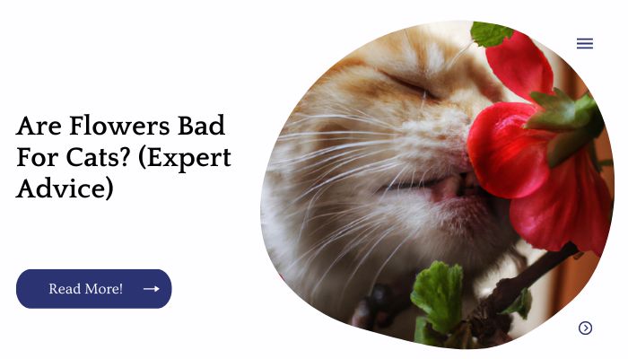 Are Flowers Bad For Cats Expert Advice Unified Yard