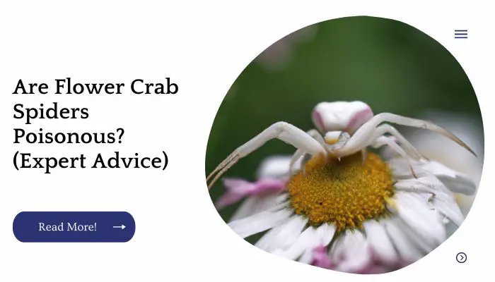 Are Flower Crab Spiders Poisonous? (Expert Advice)