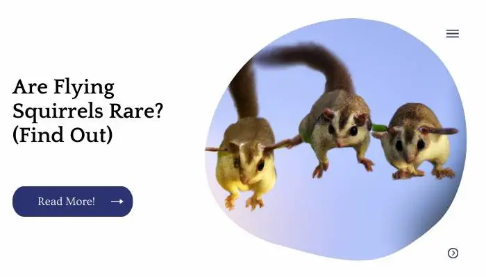 Are Flying Squirrels Rare? (Find Out)