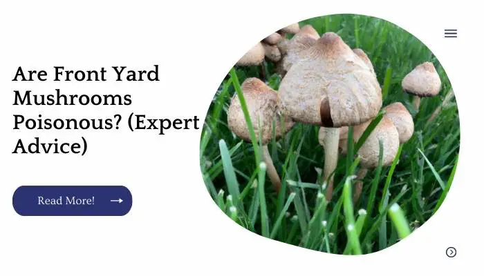 Are Front Yard Mushrooms Poisonous? (Expert Advice)