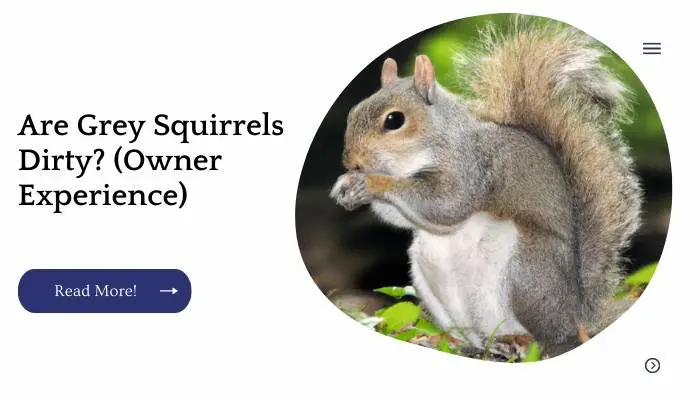 Are Grey Squirrels Dirty? (Owner Experience)