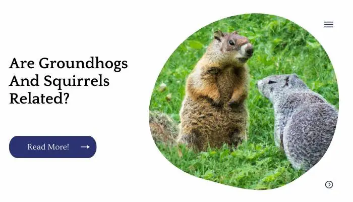 Are Groundhogs And Squirrels Related?