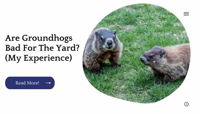 Are Groundhogs Bad For The Yard? (My Experience)