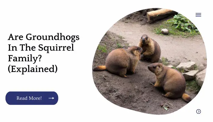 Are Groundhogs In The Squirrel Family? (Explained)
