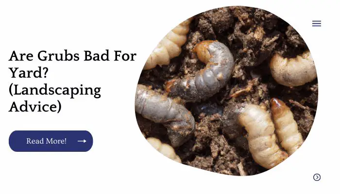 Are Grubs Bad For Yard? (Landscaping Advice)