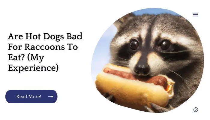 Are Hot Dogs Bad For Raccoons To Eat? (My Experience)