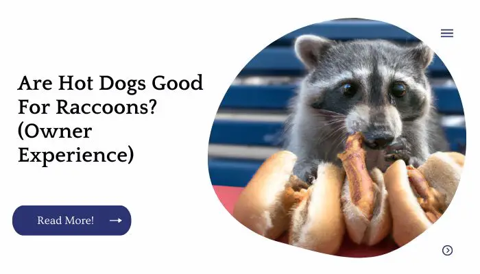 Are Hot Dogs Good For Raccoons? (Owner Experience)