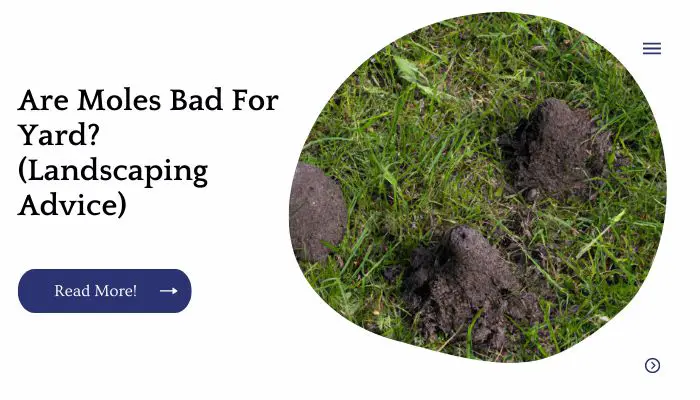 Are Moles Bad For Yard? (Landscaping Advice)
