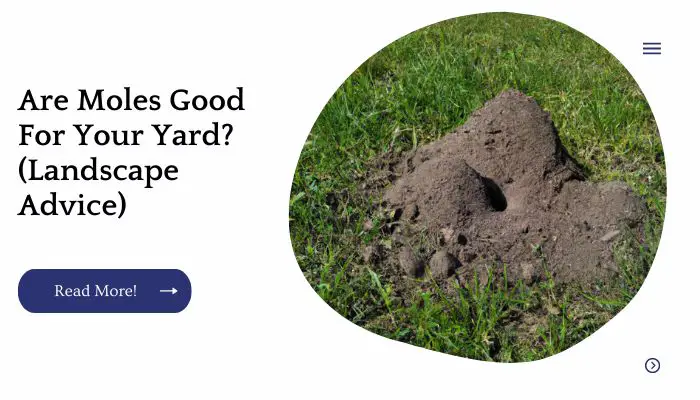 Are Moles Good For Your Yard? (Landscape Advice)