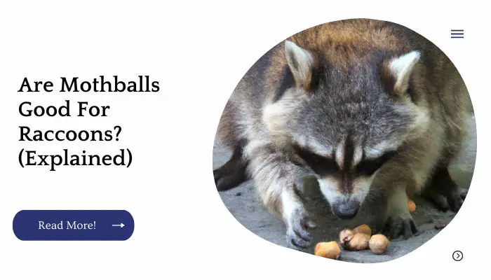 Are Mothballs Good For Raccoons? (Explained)