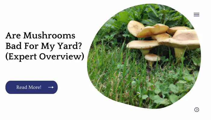 Are Mushrooms Bad For My Yard? (Expert Overview)
