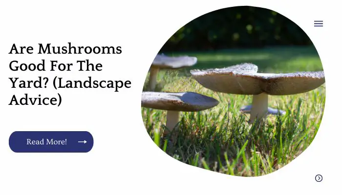 Are Mushrooms Good For The Yard? (Landscape Advice)