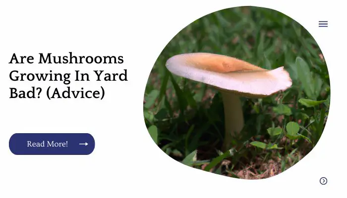 Are Mushrooms Growing In Yard Bad? (Advice)