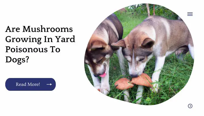Are Mushrooms Growing In Yard Poisonous To Dogs?