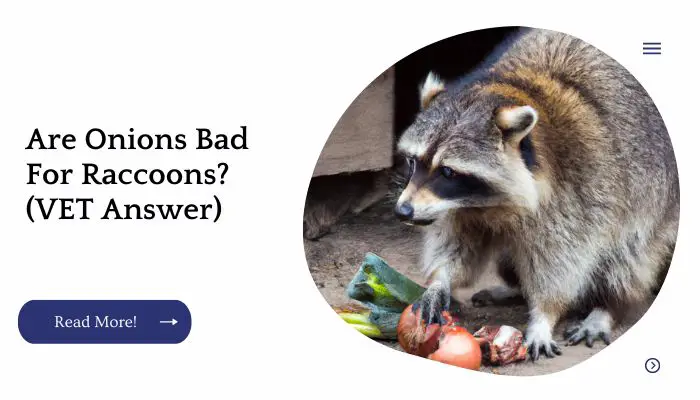Are Onions Bad For Raccoons? (VET Answer)