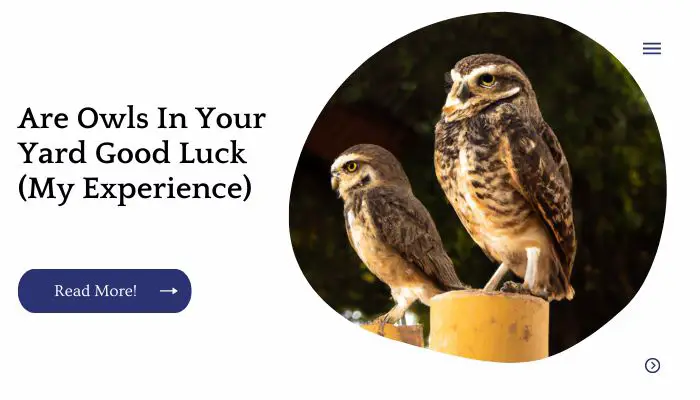 Are Owls In Your Yard Good Luck (My Experience)