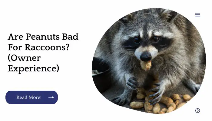 Are Peanuts Bad For Raccoons? (Owner Experience)