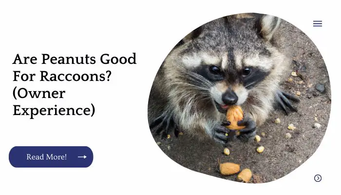 Are Peanuts Good For Raccoons? (Owner Experience)