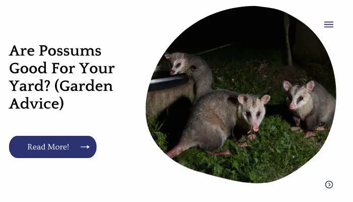Are Possums Good For Your Yard? (Garden Advice)