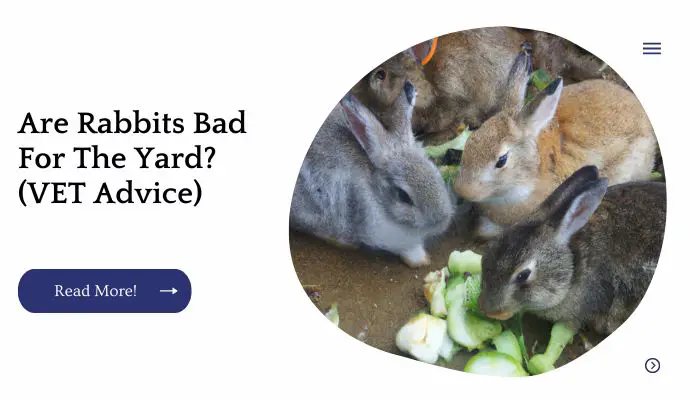 Are Rabbits Bad For The Yard? (VET Advice)